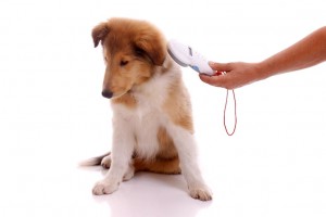 how-do-dog-microchips-work.jpg